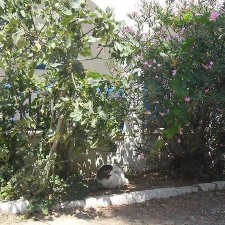 Studios Parian Blu *